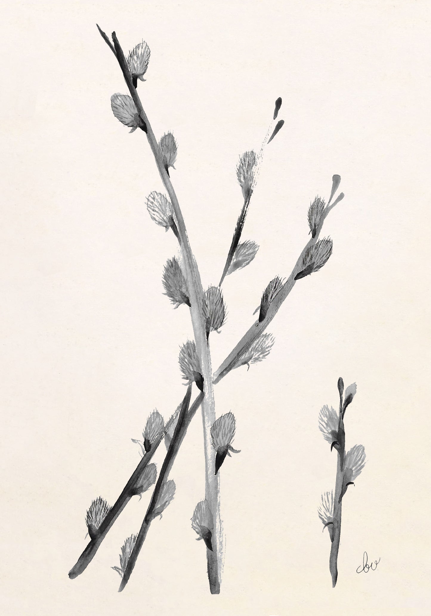 Illustration of branches with buds in black and white.
