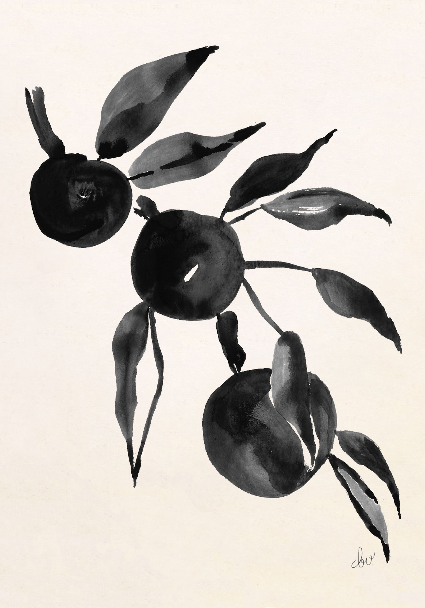Black and white ink illustration of three round fruits with leaves