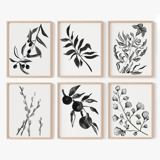 A collection of six black and white botanical illustrations in wooden frames.