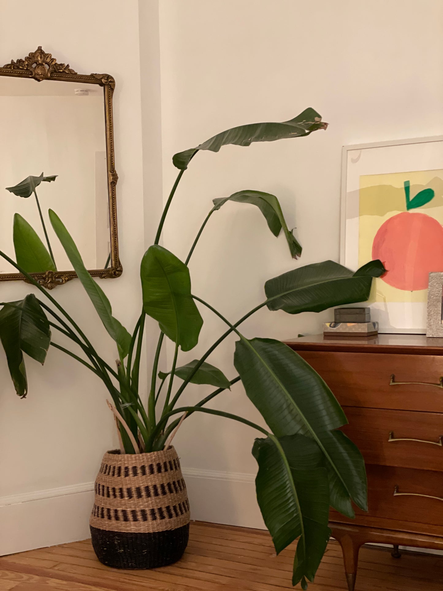 A large green plant in a decorative pot next to a wooden dresser with an artwork on the wall.